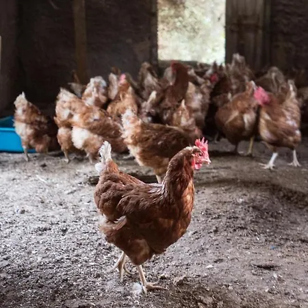 Casa Carolina Nocleg ze śniadaniem 3*