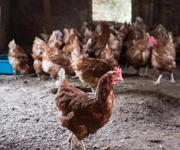 Casa Carolina فندق مبيت وإفطار 3*